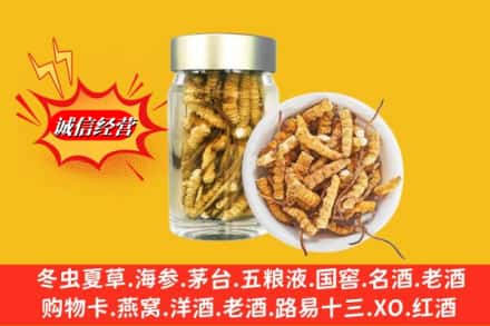 云霄县回收散虫草